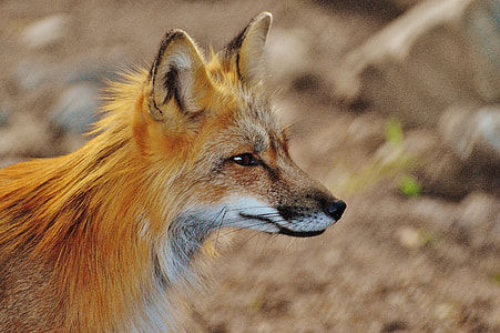 shallow focus photography brown fox thumbnail