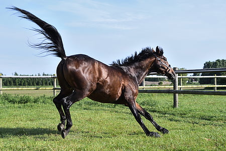 rearing brown horse thumbnail