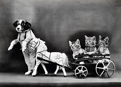 grayscale photo of animal playing thumbnail