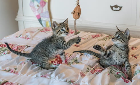 two silver tabby cats thumbnail