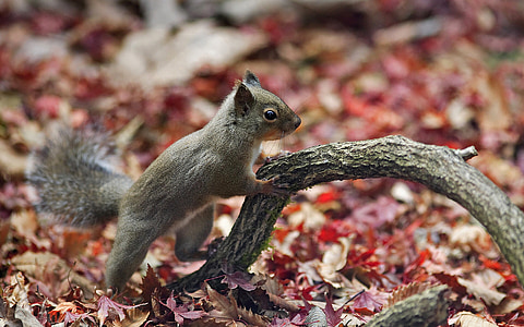 brown squirrel thumbnail
