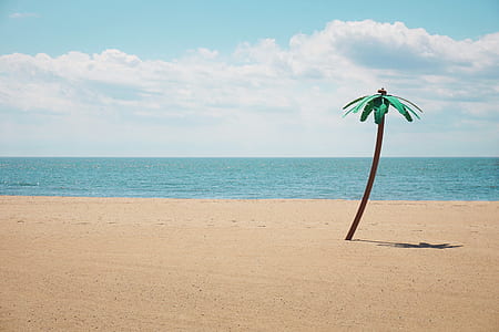 green leafed tree in beach sand during daytime thumbnail