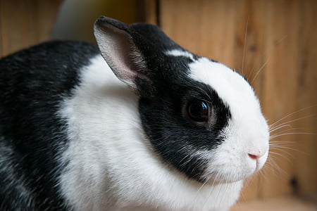 tilt shift photography of black and white rabbit thumbnail
