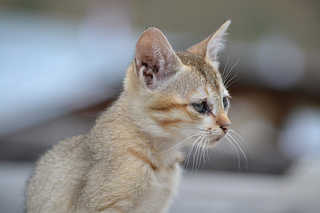 selective focus photo of short-haired brown kitten thumbnail
