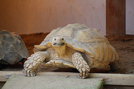 brown turtle thumbnail