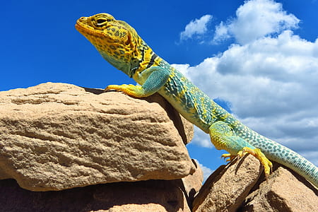 yellow and blue lizard on rock under cloudy sky thumbnail