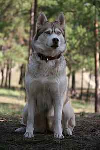 white and brown Siberian Husky shallow focus photography thumbnail