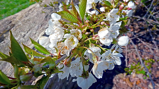 nature, flowers, petals, plant thumbnail