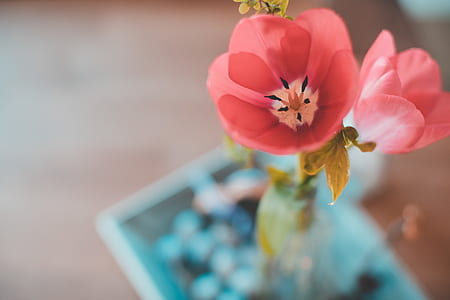 closeup photography of pink tulip flowers thumbnail