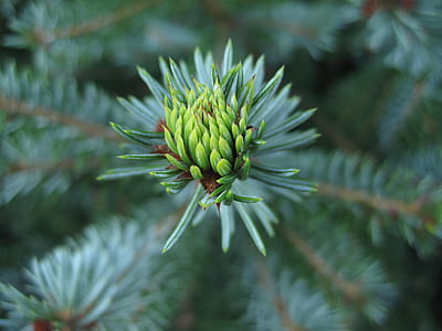 green plant thumbnail