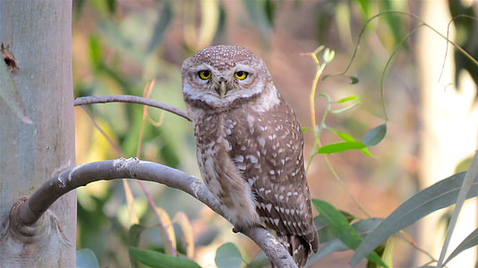 brown and white owl on tree branch thumbnail