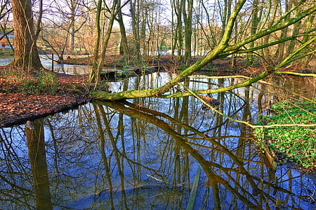 green tree fell down the river thumbnail