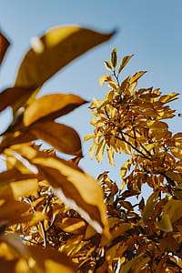 Yellow leaves of magnolia in autumn thumbnail