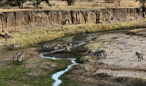 zebras on gray and green land taken at daytime thumbnail