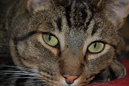 adult brown tabby cat's face thumbnail
