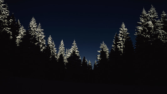 silhouette photography of pine trees thumbnail