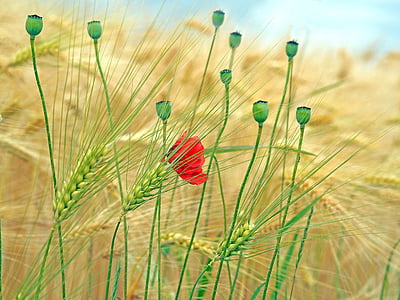 focus photography of red petaled flower thumbnail