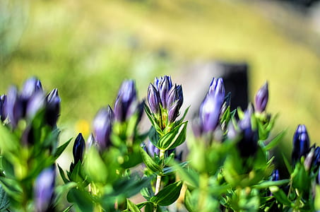 selective focus photo of purple petaled flower buds thumbnail