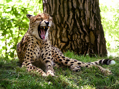 cheetah reclining on green grass thumbnail