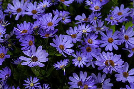 field, flowers, summer, purple thumbnail