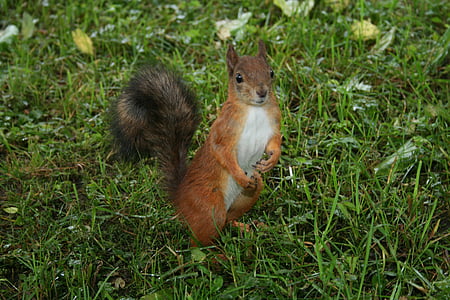 closeup photo of brown squirrel on grass field thumbnail