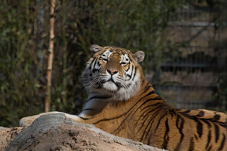 tiger resting on rock thumbnail