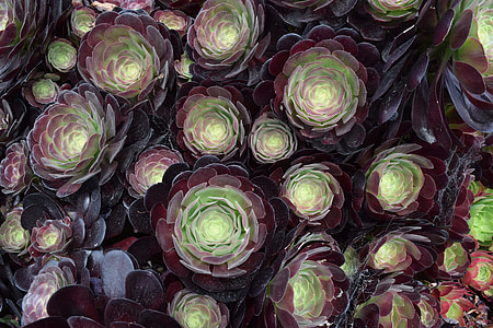 green and maroon petaled flowers photography thumbnail