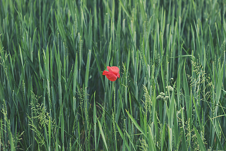 red rose surrounded by green plants thumbnail