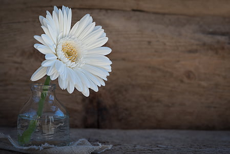 white multi-petaled flowers thumbnail