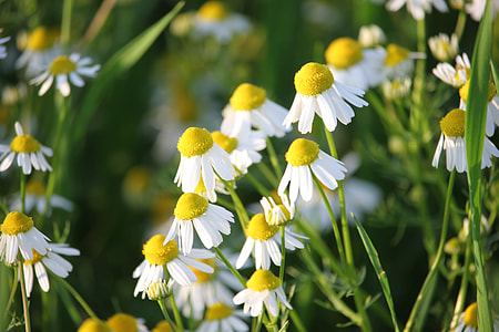 white chamomiles at daytime thumbnail