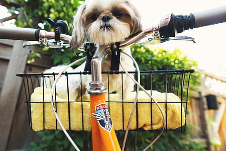 focus photography of puppy on beach cruiser bike basket thumbnail