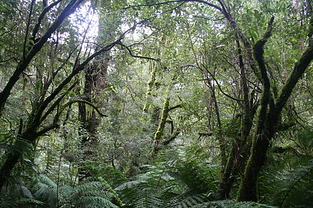 green leafed trees at the forset thumbnail