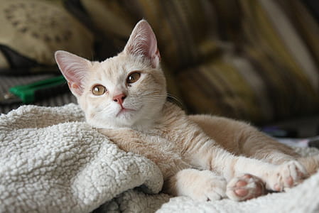Cat Laying On Blanket thumbnail