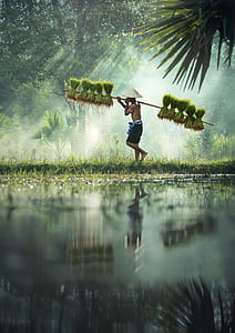 man carrying rice plant seedlings on bamboo stick thumbnail