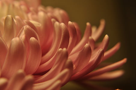close-up photo of pink mums flower thumbnail