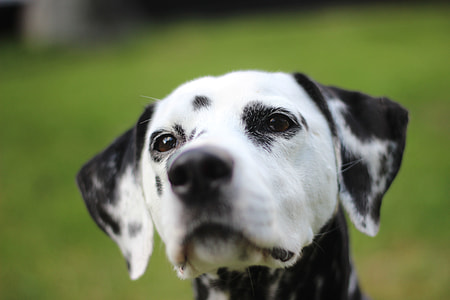 selective focus photography of Dalmatian thumbnail