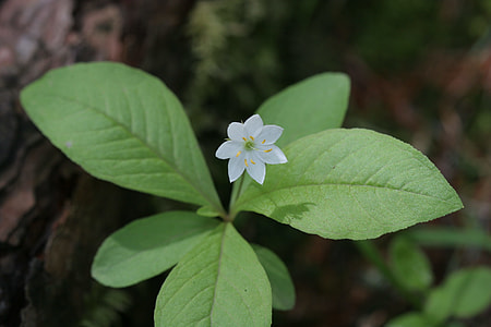 Wildflower, Parasitic Flower thumbnail
