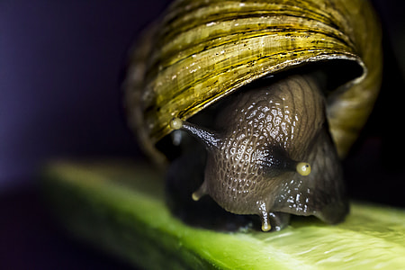 brown snail on focus photo with black background thumbnail