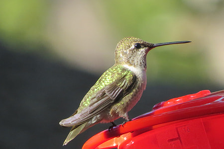 green humming bird thumbnail