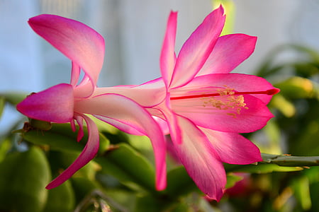 closeup photo of pink petaled flower thumbnail
