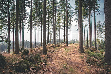 forest in distant of forest thumbnail