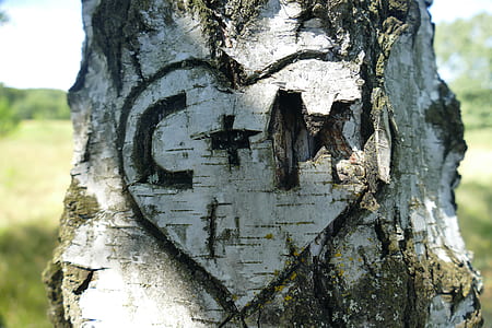 brown tree trunk thumbnail
