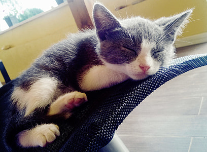grey and white cat thumbnail