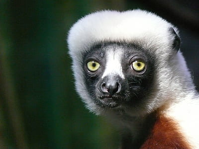 white and black animal thumbnail