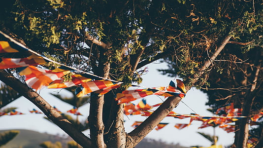 multicolored buntings hanging on trees thumbnail