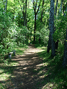 pathway between trees thumbnail