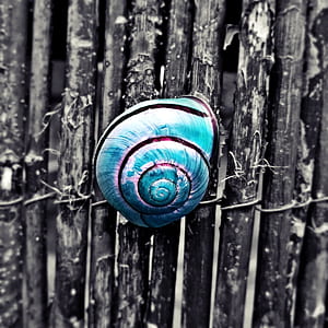 selective color photography of blue snail shell on gray fence thumbnail