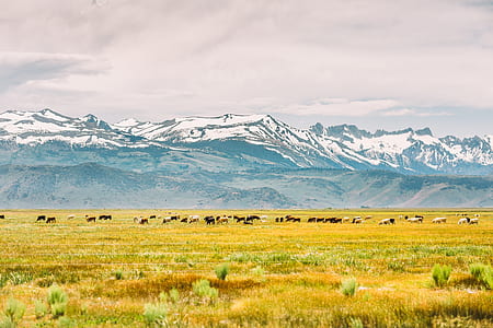 snow cap mountain over group of animals thumbnail