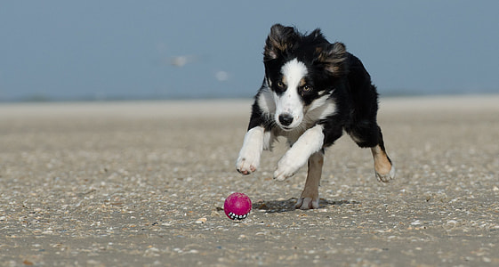 tricolor Border Collie puppy playing fetch thumbnail