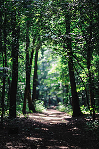 A walk through the forest moze thumbnail